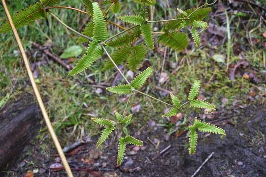 Image of Old World forkedfern