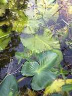 Image de Nuphar advena subsp. ulvacea (G. S. Mill. & Standl.) D. J. Padgett