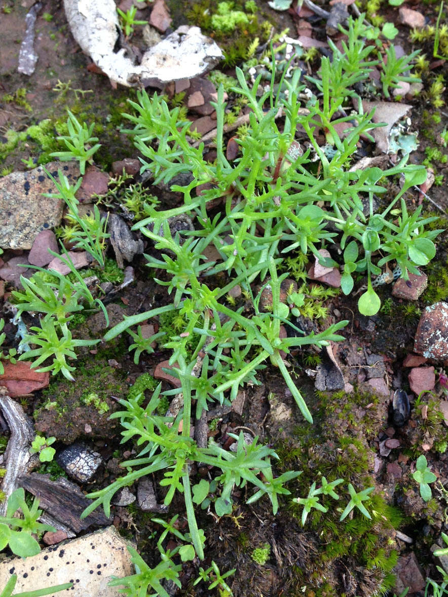 Image of Brachyscome perpusilla (Steetz) J. Black