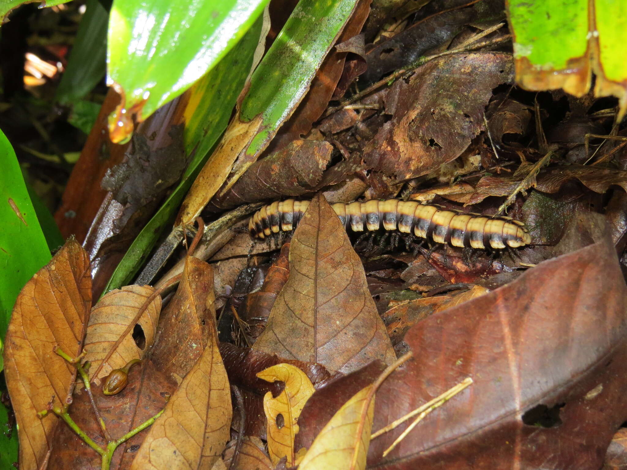 Image of Nyssodesmus python (Peters 1864)