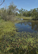 Image of Wavy Marshwort