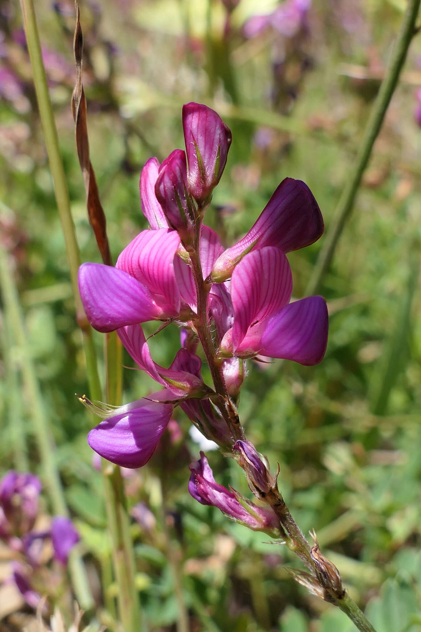 Imagem de Onobrychis oxyodonta Boiss.