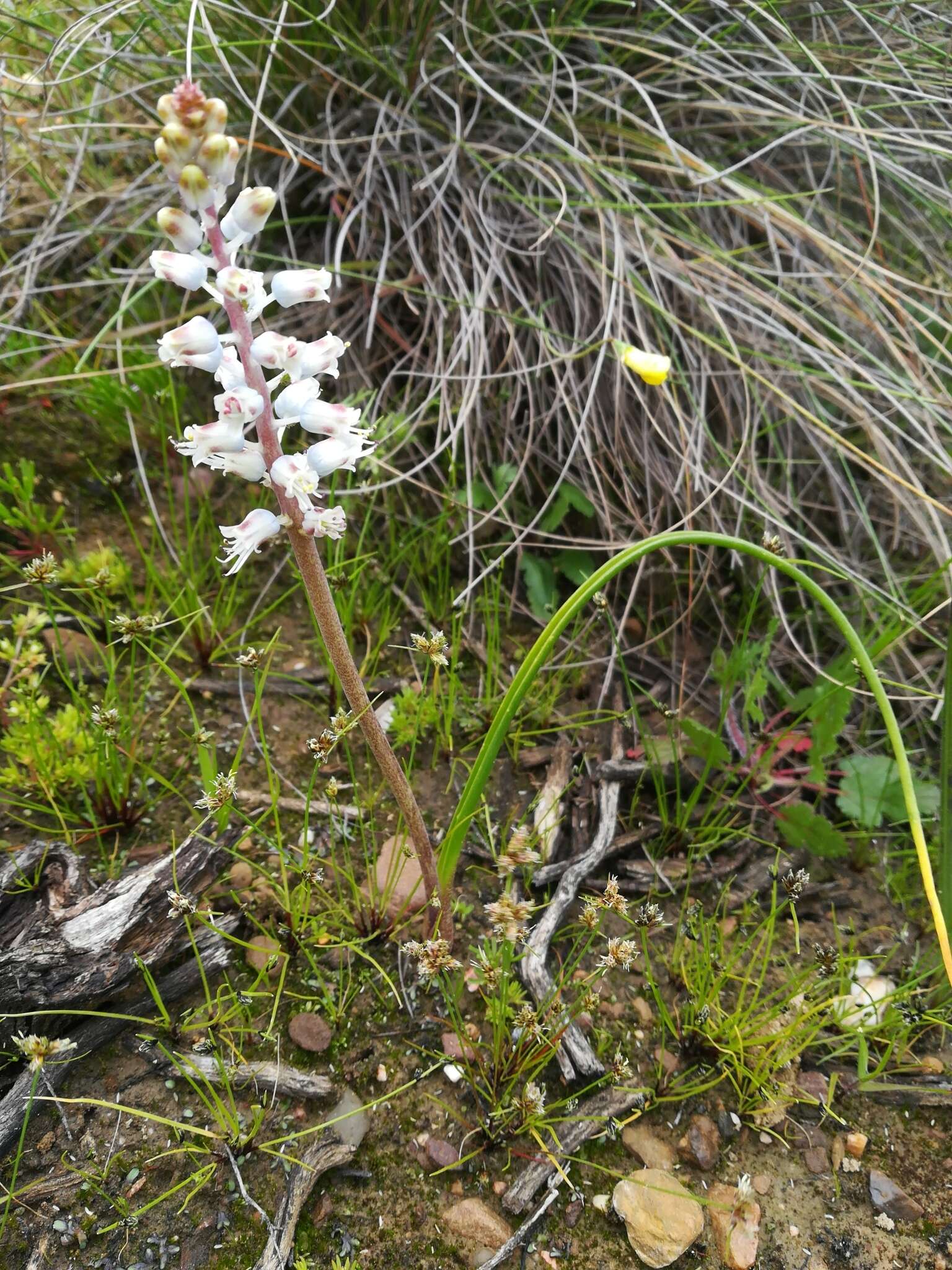 Image of Lachenalia juncifolia Baker