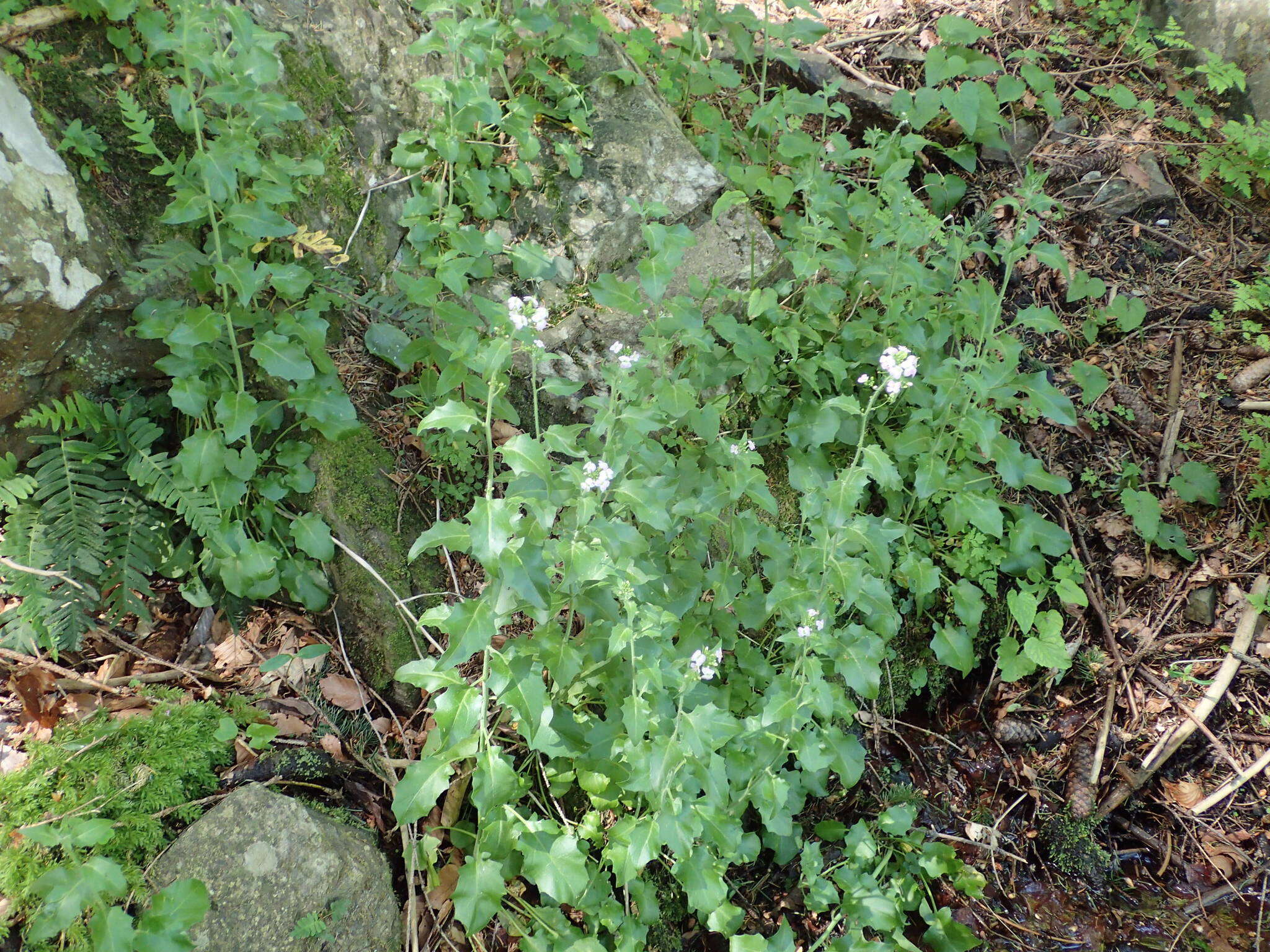 Слика од Arabidopsis cebennensis (DC.) O'Kane & Al-Shehbaz