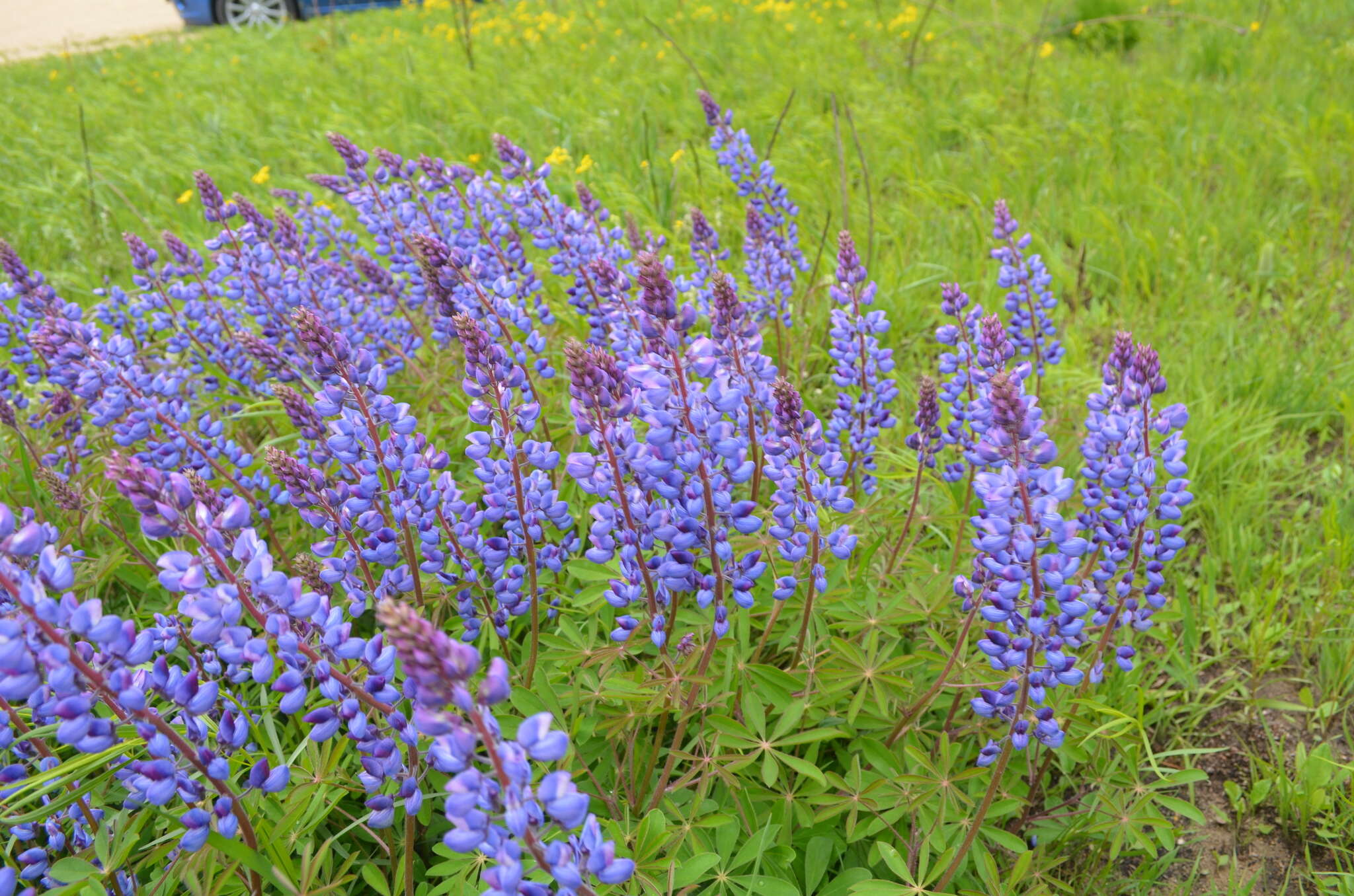 Image of sundial lupine