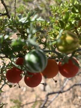 Image of slimlobe globeberry