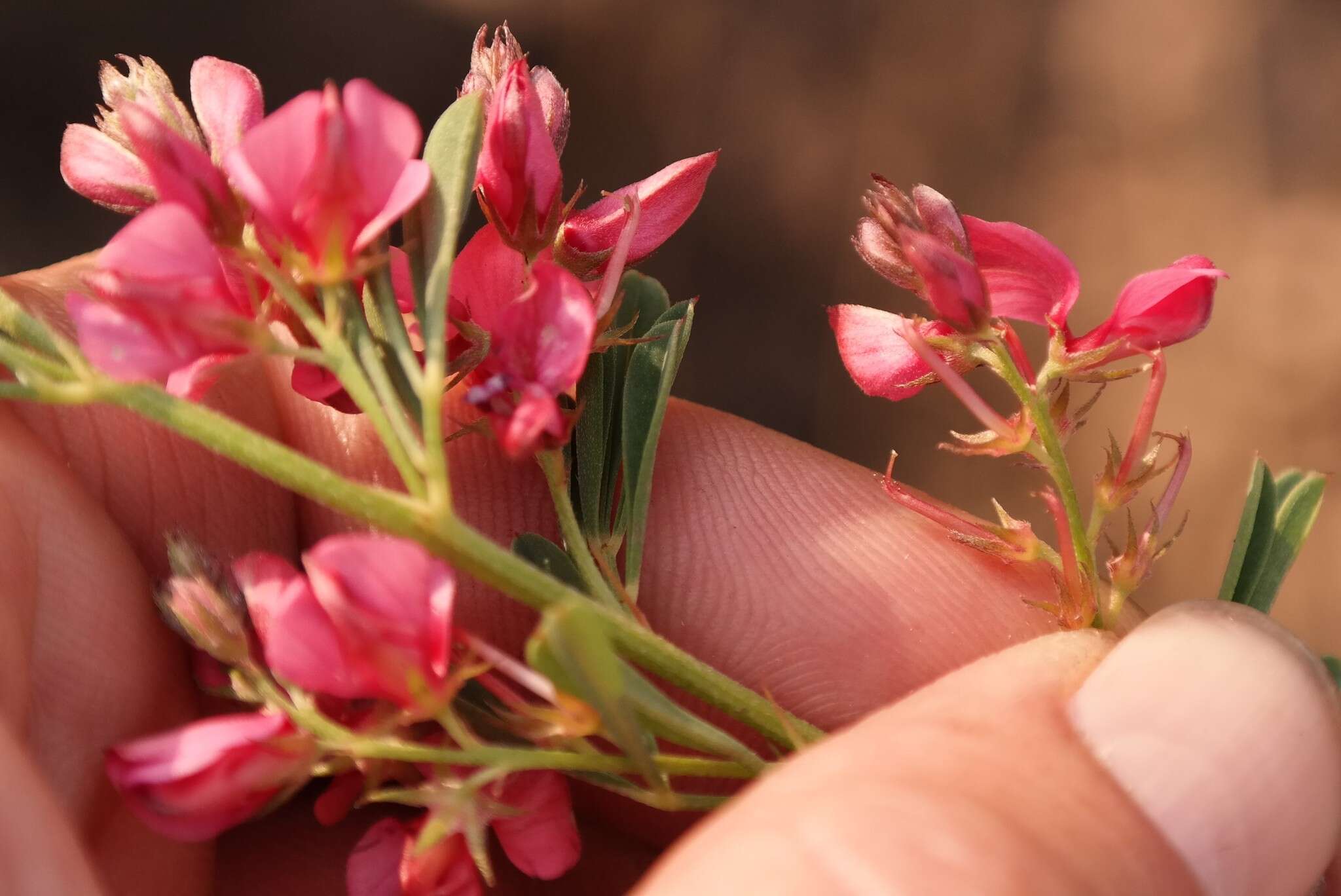 Indigofera hilaris Eckl. & Zeyh.的圖片