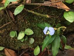 Image of Commelina auriculata Blume