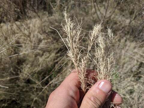 Imagem de Muhlenbergia utilis (Torr.) Hitchc.