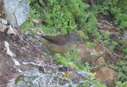 Image of Cape Siskin