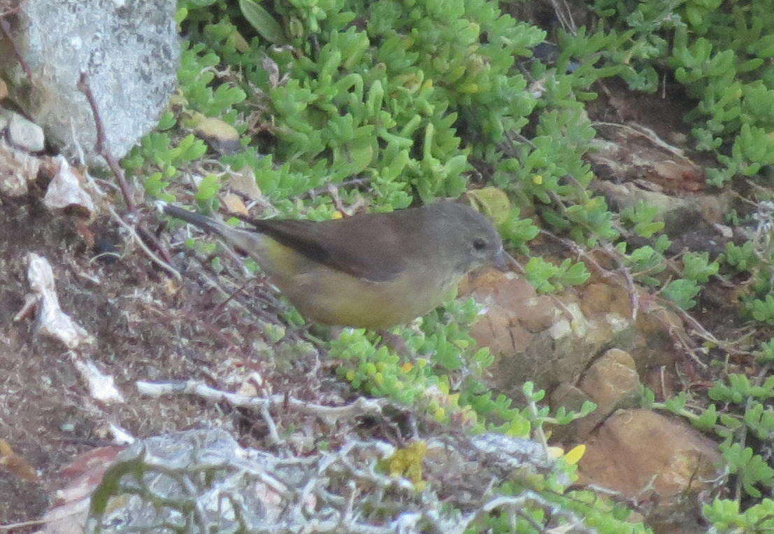 Image of Cape Siskin