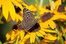 Imagem de Argynnis paphia valesina Esper 1800