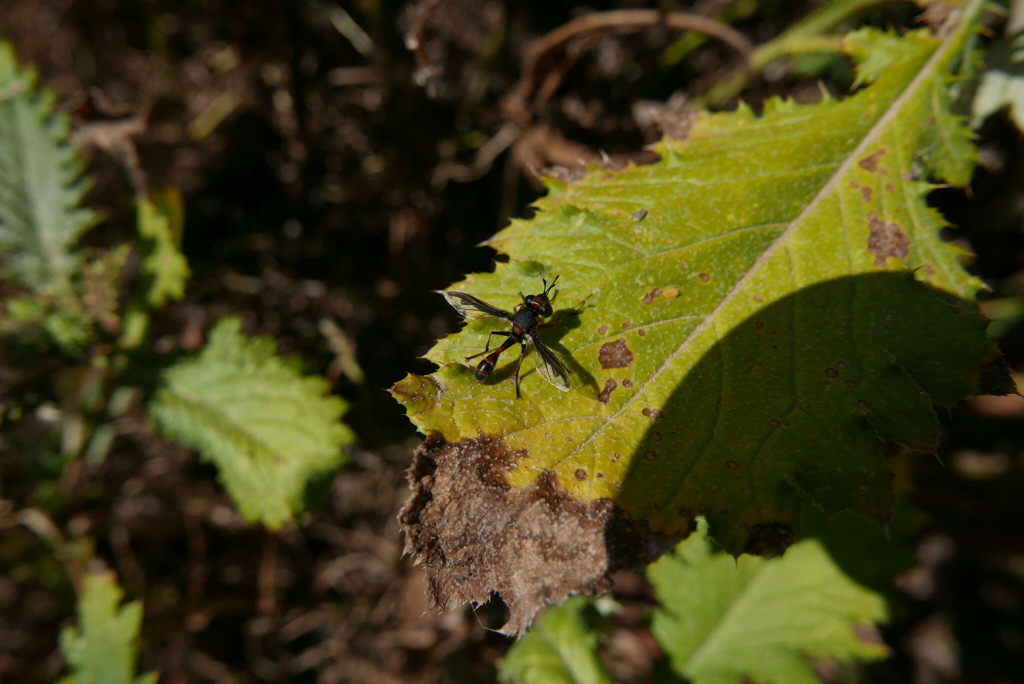 Imagem de Physocephala biguttata Roeder 1883