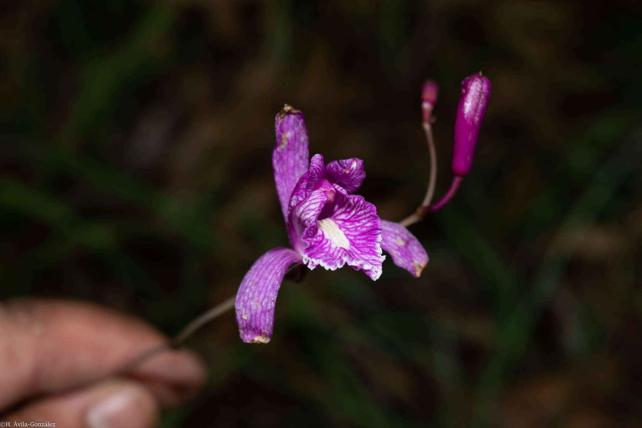 Bletia greenwoodiana Sosa resmi