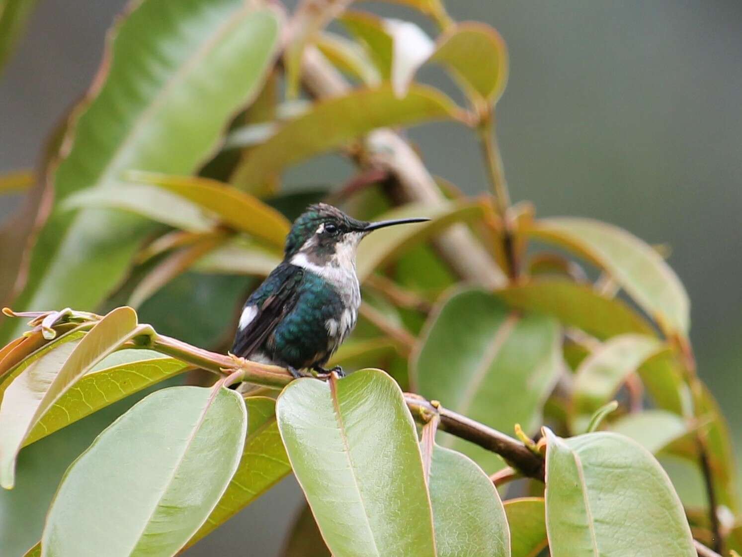 صورة Chaetocercus heliodor (Bourcier 1840)