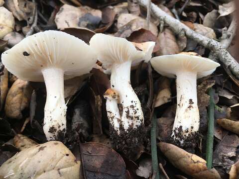 Image of Hygrophorus roseobrunneus Murrill 1916