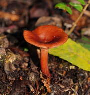 Plancia ëd Lactarius eucalypti O. K. Mill. & R. N. Hilton 1987