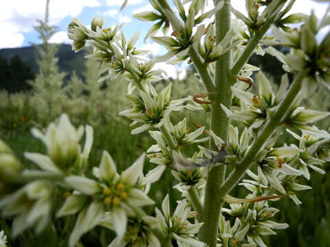 Image de Veratrum californicum var. californicum