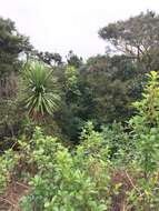 Image de Erythrina sykesii Barneby & Krukoff