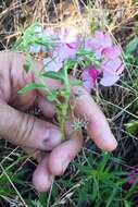 Image of annual phlox