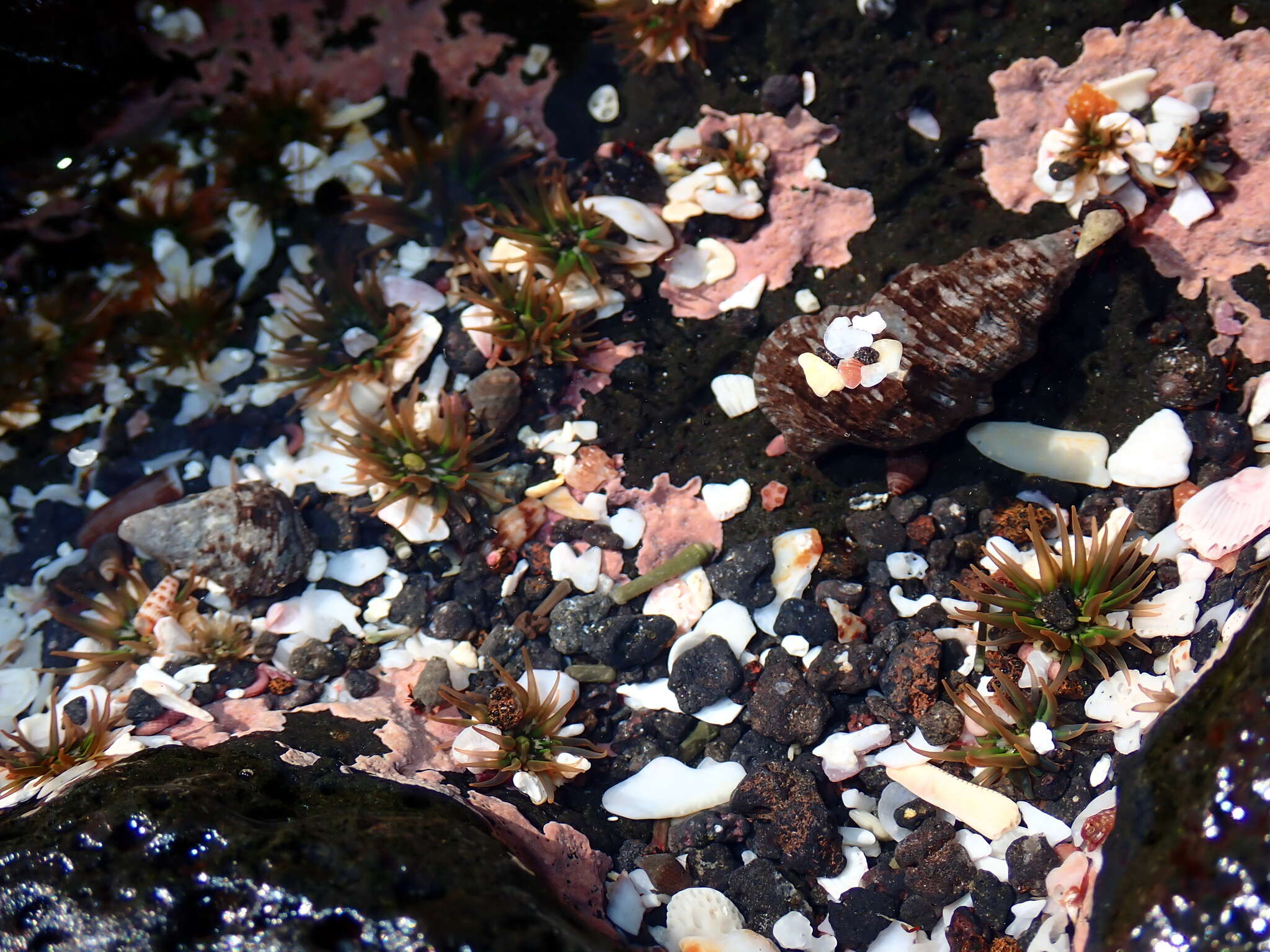 Image of Anthopleura mariscali Daly & Fautin 2004