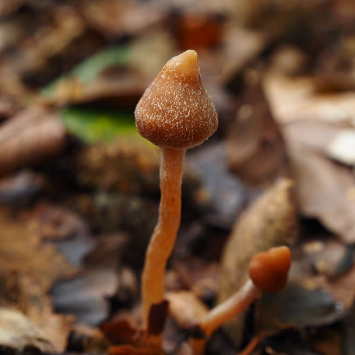 Image of Cortinarius acutus (Pers.) Fr. 1838