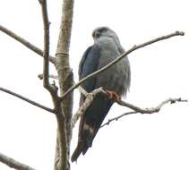 Image of Plumbeous Kite