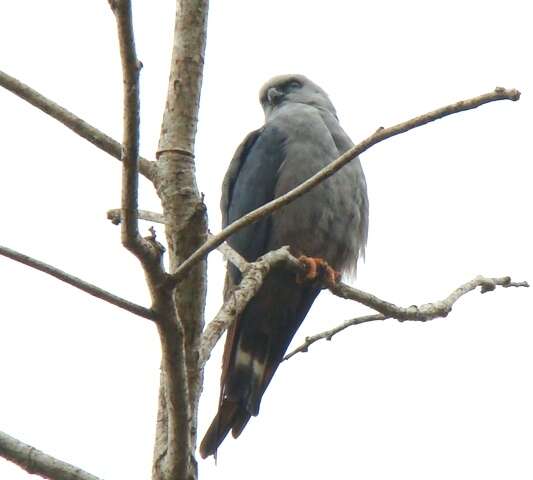 Image of Plumbeous Kite