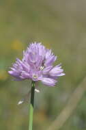 Image of Allium schoenoprasoides Regel