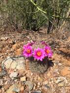 Image de Mammillaria grahamii Engelm.