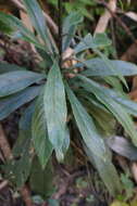 Image de Blumea lanceolaria (Roxb.) Druce