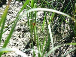 Image of Neon Skimmer