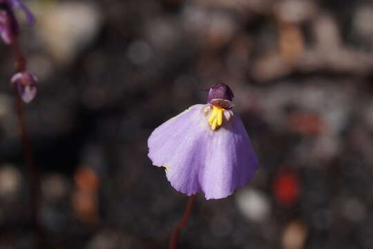 Image of Utricularia barkeri R. W. Jobson