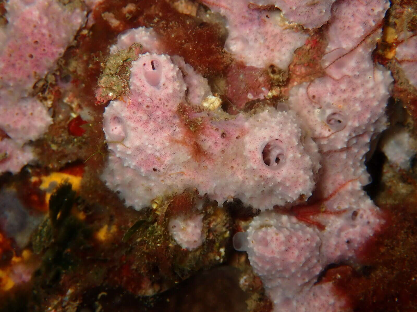 Image de éponge cavernicole violette