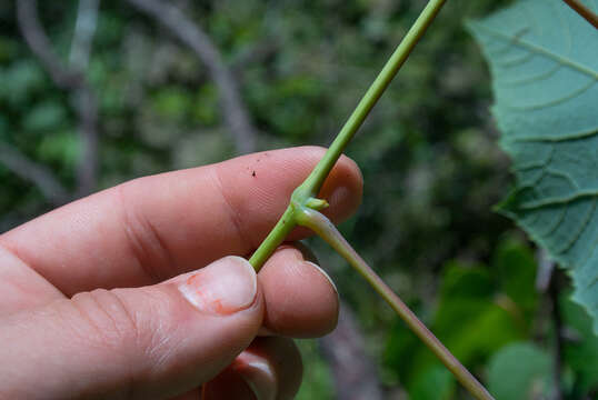 Image of summer grape