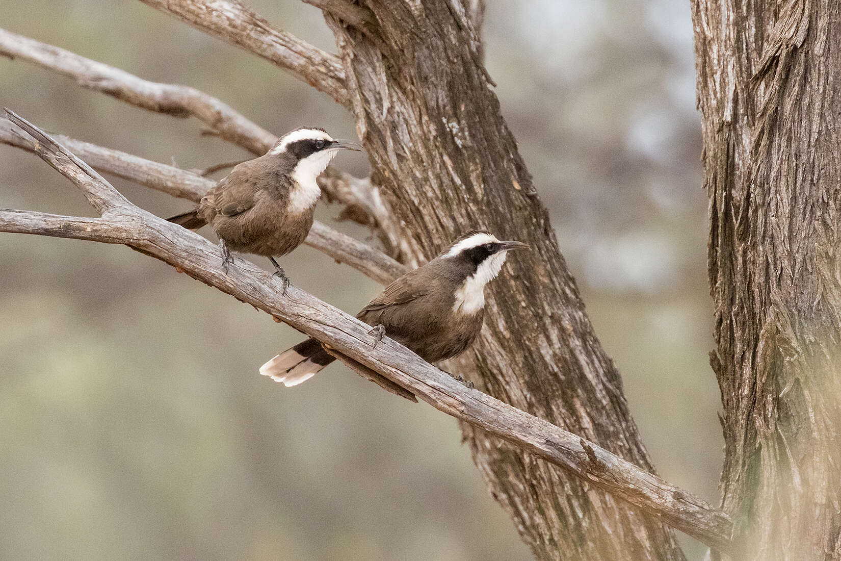 Image of Hall's Babbler