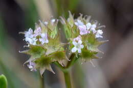 Image of Valerianella coronata (L.) DC.