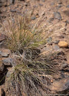 Image of Webber needlegrass