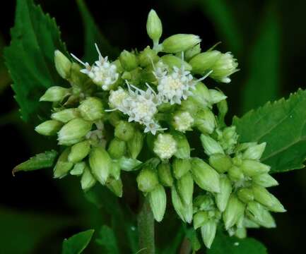 Image of Ageratina roanensis