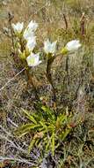 Gentianella angustifolia Glenny的圖片