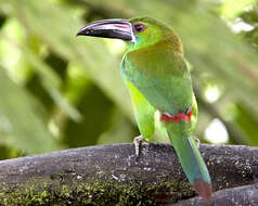 Image of Crimson-rumped Toucanet