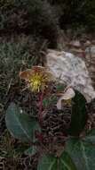 Image of livid hellebore