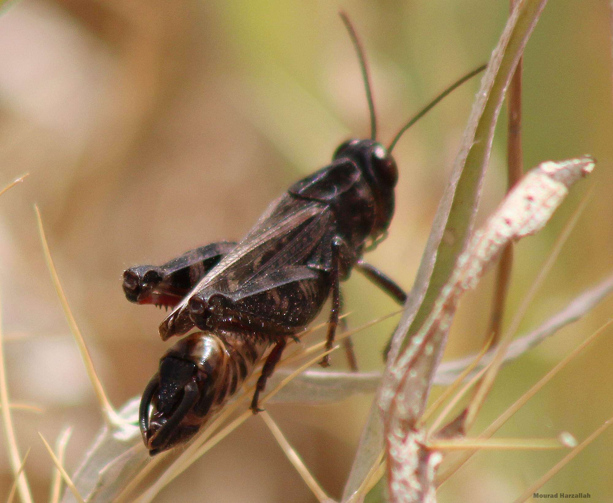 Image of Calliptamus wattenwylianus Pantel 1896