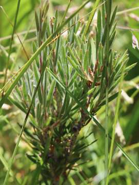 صورة Callistemon pityoides Miq.