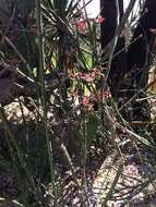 Plancia ëd Euphorbia tithymaloides L.