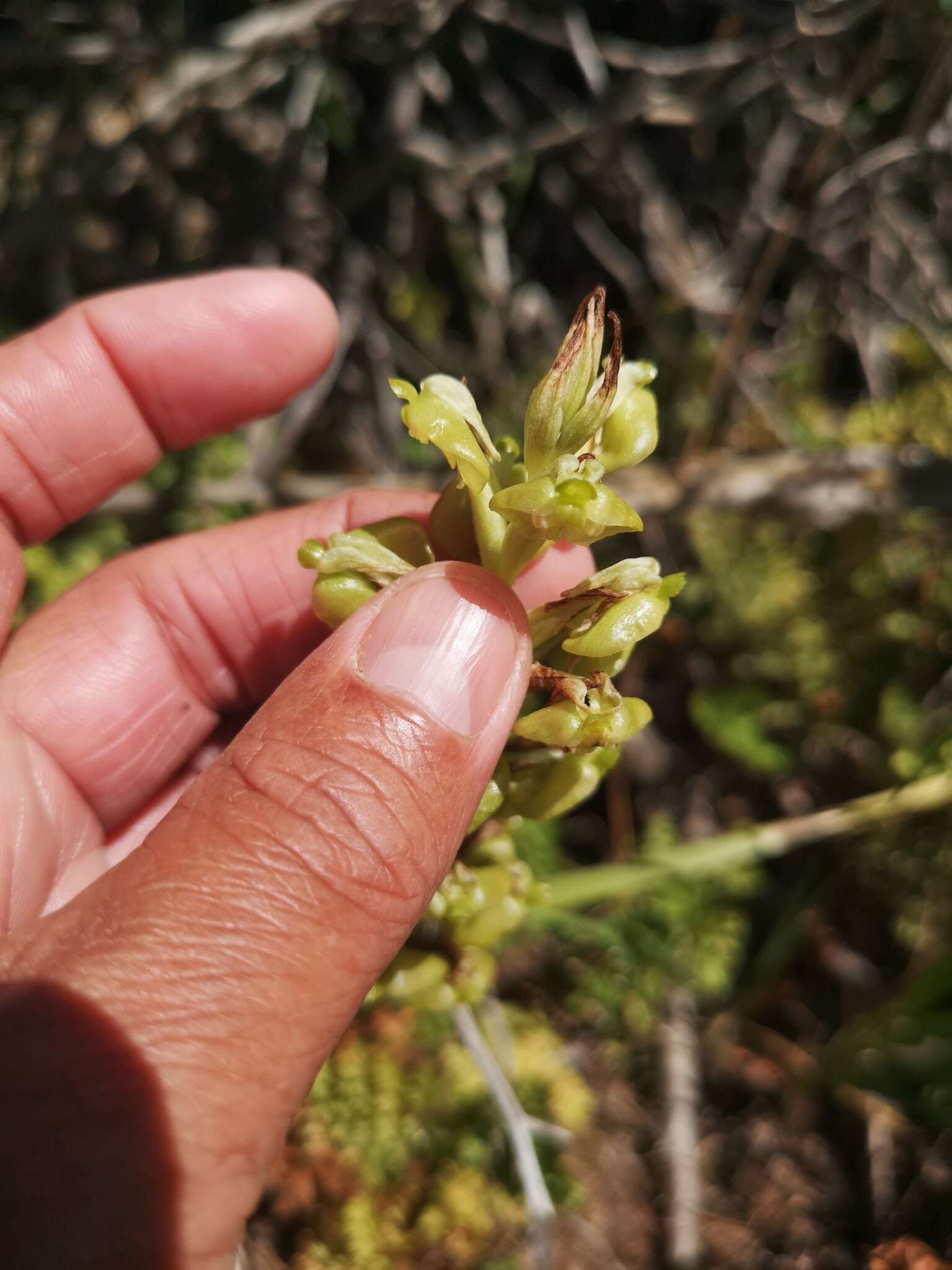 Plancia ëd Pterygodium inversum (Thunb.) Sw.