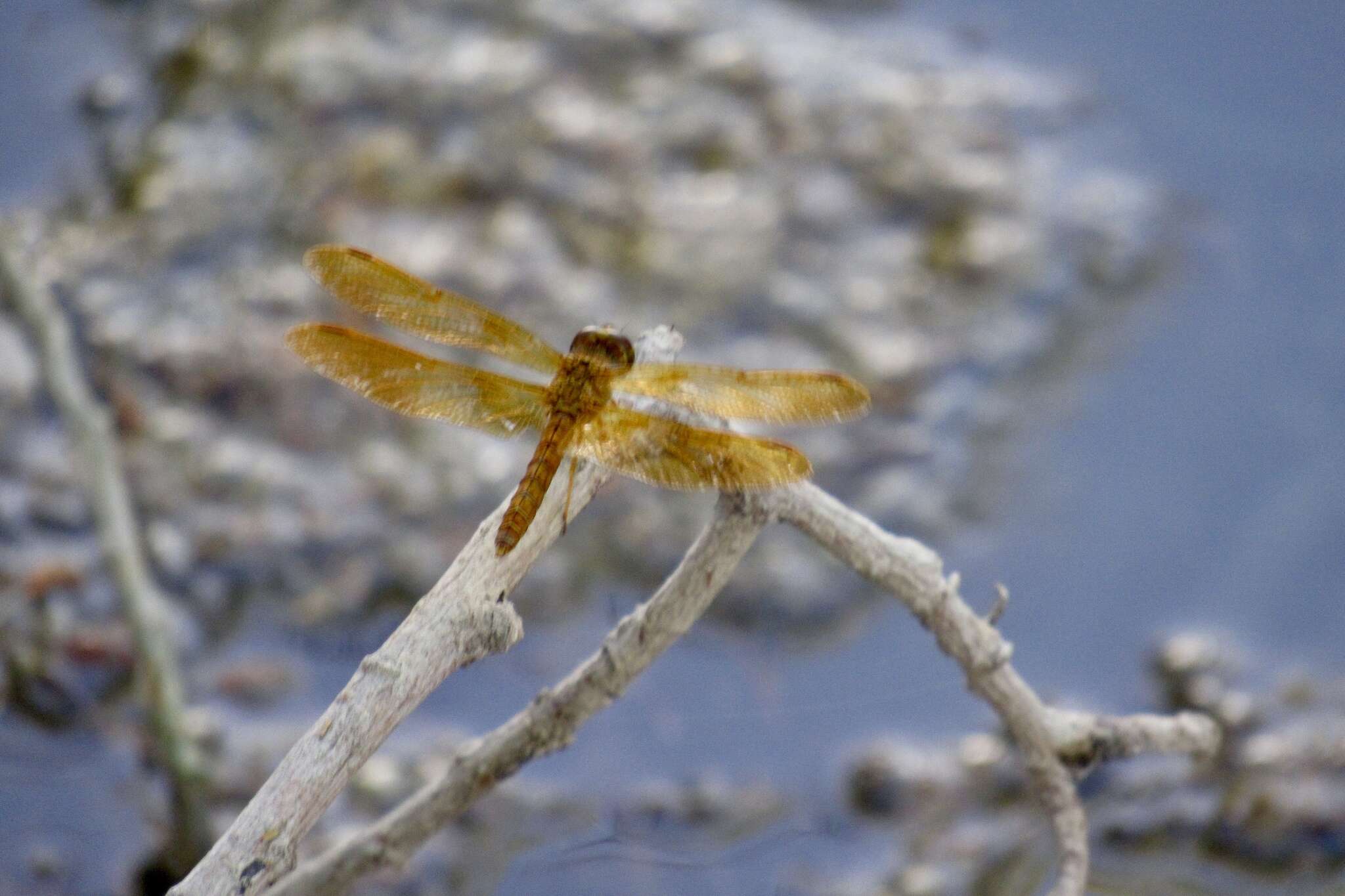 Image of Mexican Amberwing