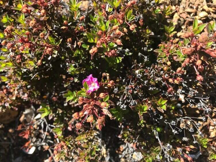 Image of North Umpqua kalmiopsis