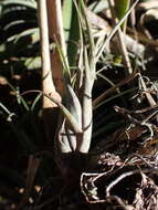 Image of twisted airplant