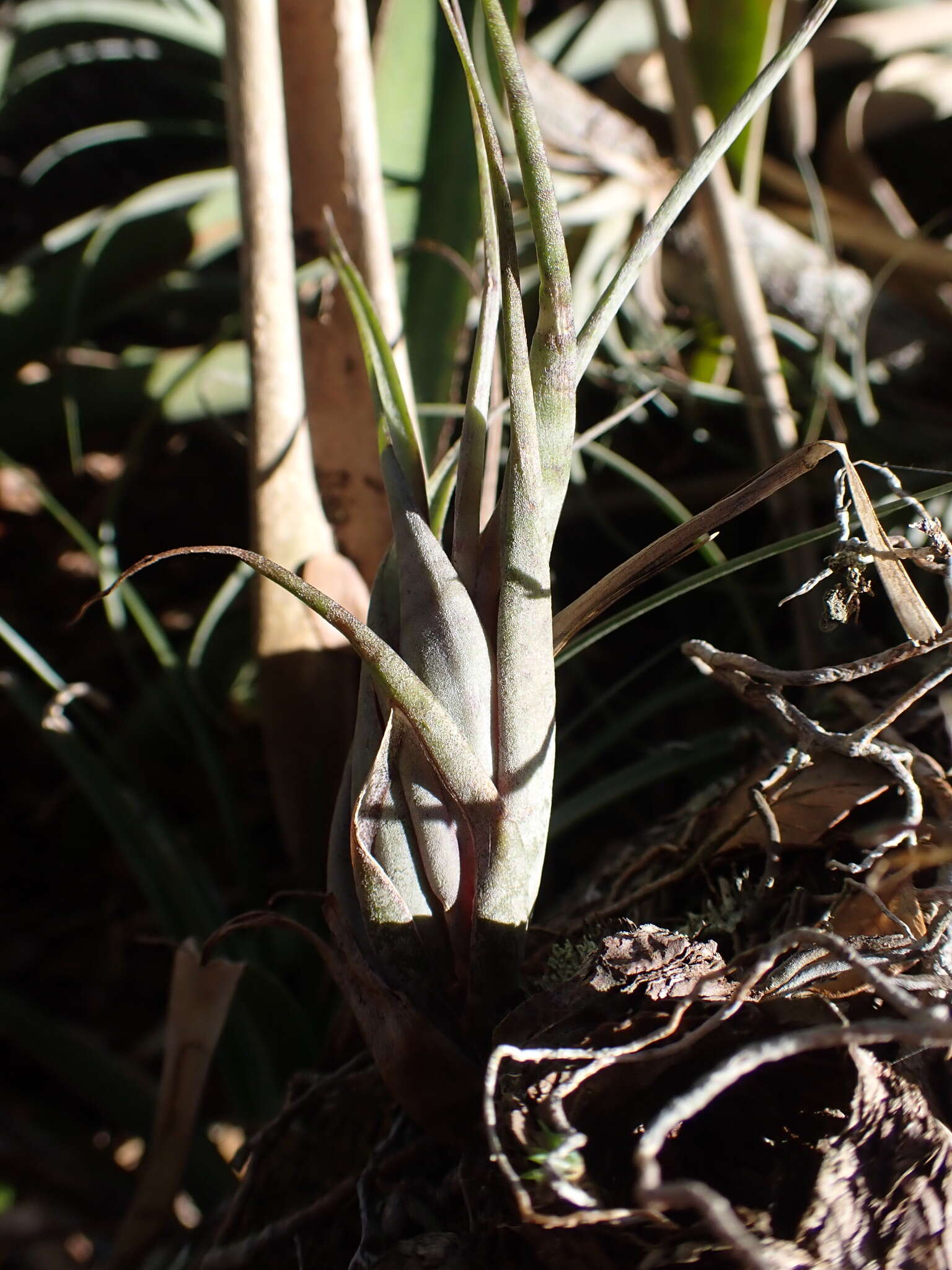 Image of twisted airplant